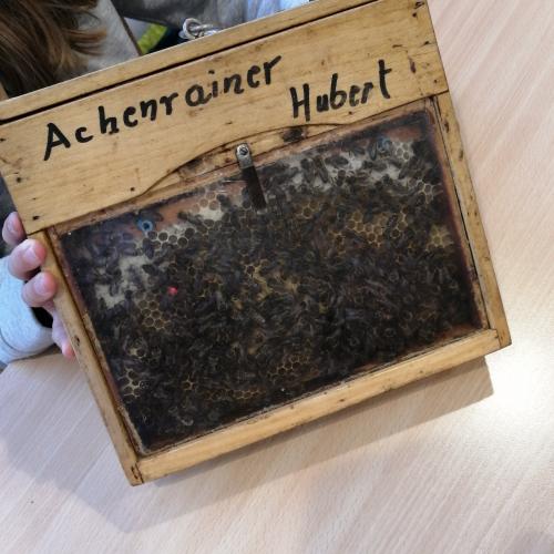 Bienen